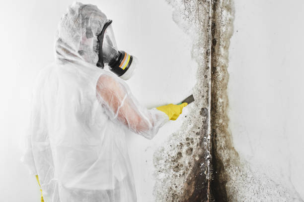 Professional Mold Remediation in Jarales, NM