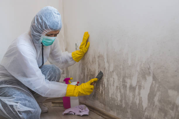 Best Mold Testing and Inspection Services in Jarales, NM