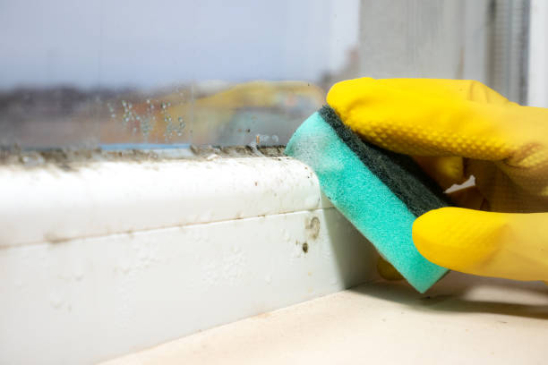 Best Residential Mold Remediation in Jarales, NM