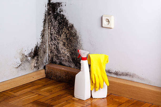 Best Residential Mold Remediation in Jarales, NM