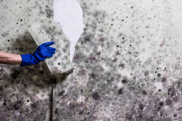 Best Health and Safety Mold Remediation in Jarales, NM