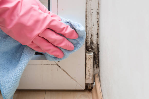 Best Residential Mold Remediation in Jarales, NM
